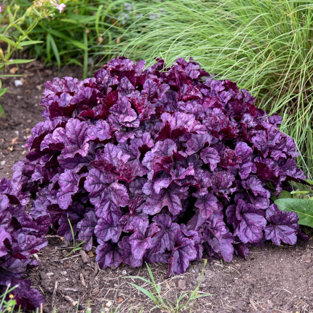 Heuchera x ‘Wildberry’ (Dolce® Collection Coral Bells)