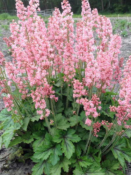 Heucherella 'Pink Revolution' (Foamy Bells)