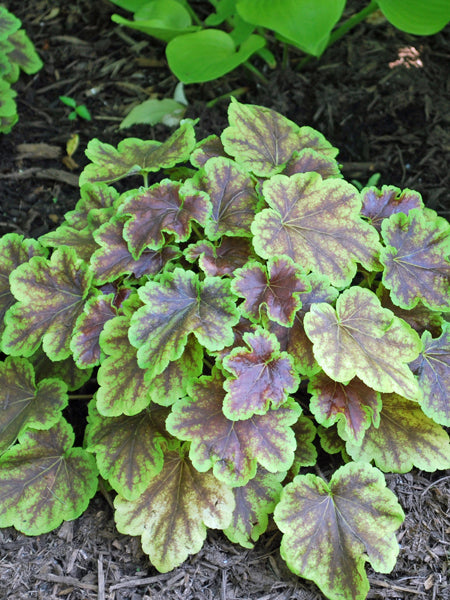 Heucherella 'Solar Eclipse' (Foamy Bells)