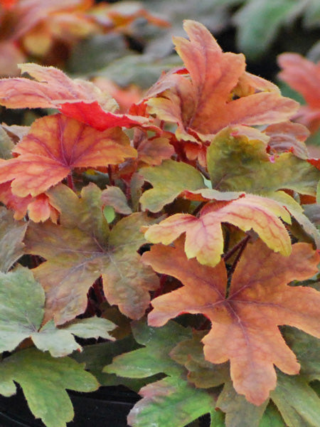 Heucherella 'Sweet Tea' (Foamy Bells)