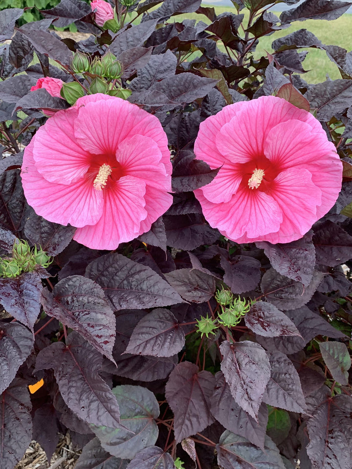 Hibiscus Summerific® ‘Edge of Night’ (Hardy Hibiscus)