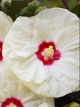 Hibiscus Summerific® 'French Vanilla' (Hardy Hibiscus)