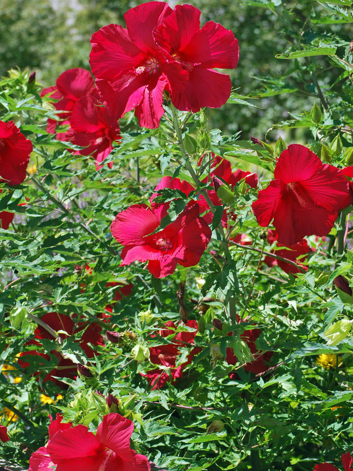 Hibiscus moscheutos 'Lord Baltimore' (Hardy Hibiscus)