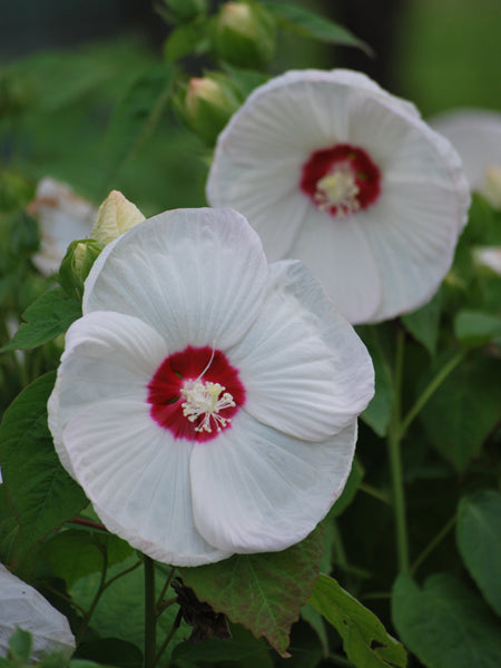 Hibiscus moscheutos Luna™ White (Hardy Hibiscus)