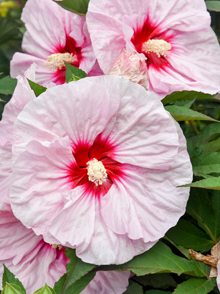 Hibiscus Summerific® ‘All Eyes on Me’ (Hardy Hibiscus)