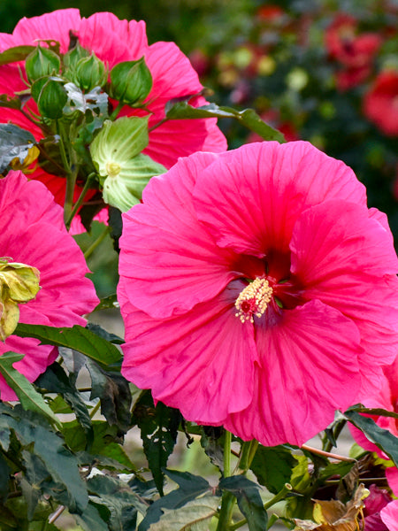 Hibiscus x ‘Watermelon Ruffles’ (Hardy Hibiscus)