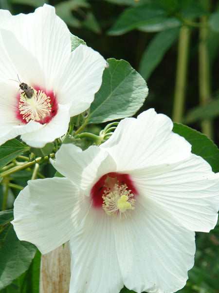 Hibiscus moscheutos (Swamp Rosemallow / Hardy Hibiscus)