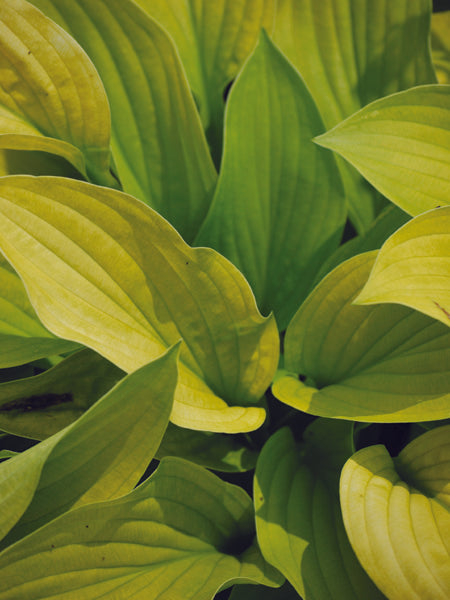 Hosta x 'August Moon' (Plantain Lily)