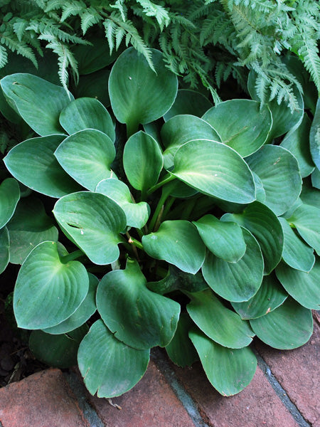 Hosta x 'Blue Mouse Ears' (Plantain Lily)