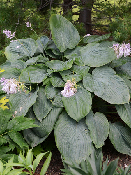 Hosta x Shadowland® 'Empress Wu' (Plantain Lily)