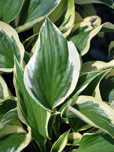 Hosta x 'Patriot' (Plantain Lily)