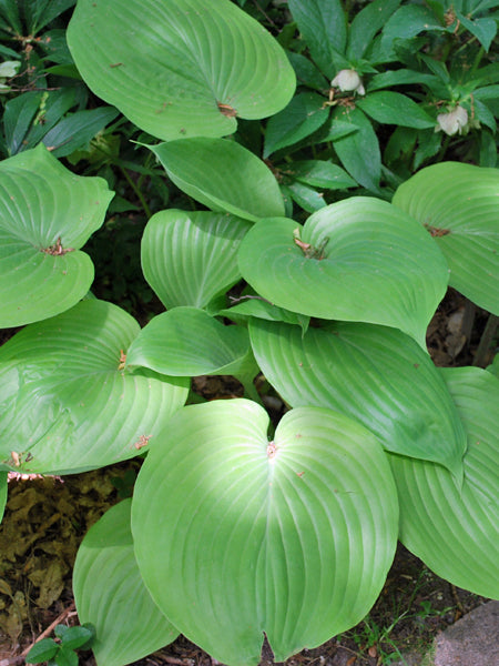 Hosta x 'Sum and Substance' (Plantain Lily)