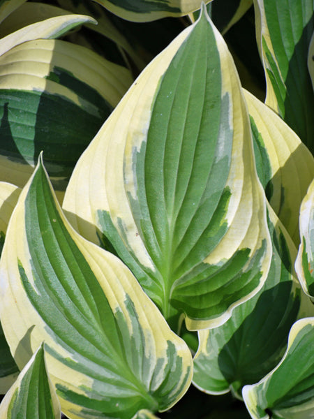 Hosta x 'Wide Brim' (Plantain Lily)