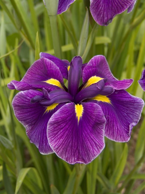 Iris ensata ‘Katy Mendez' (Japanese Iris)