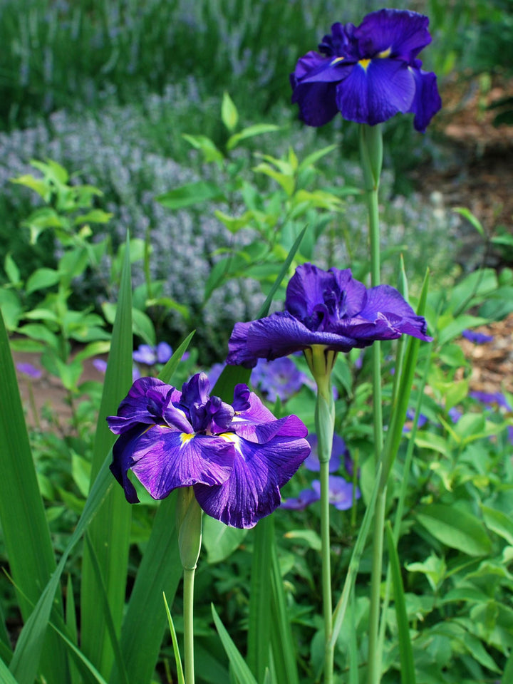 Iris ensata ‘Katy Mendez' (Japanese Iris)