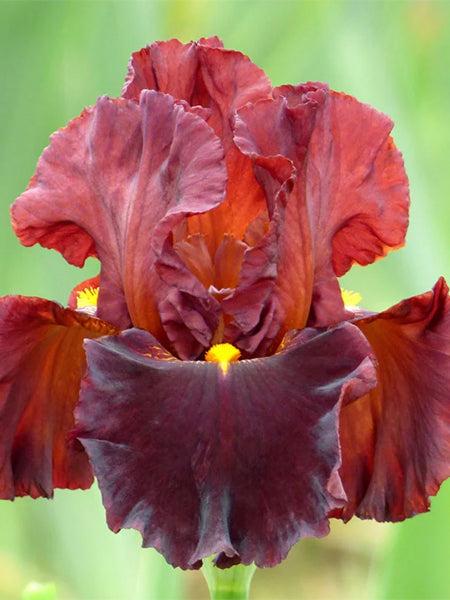 Iris g. 'Valentino' (German Iris)