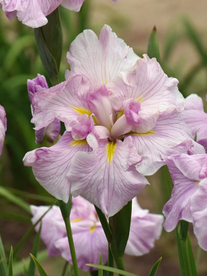 Iris ensata 'Pinkerton' (Japanese Iris)