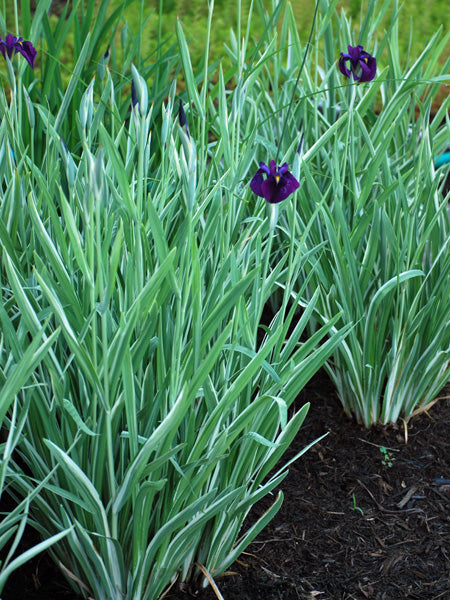 Iris ensata 'Variegata' (Variegated Japanese Iris)