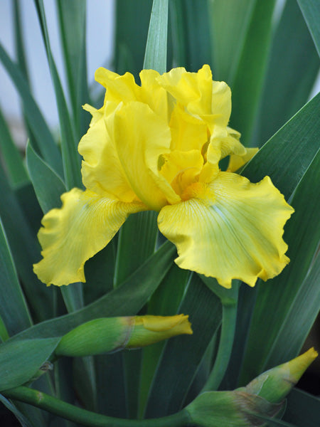 Iris g. 'Harvest of Memories' (German Iris)