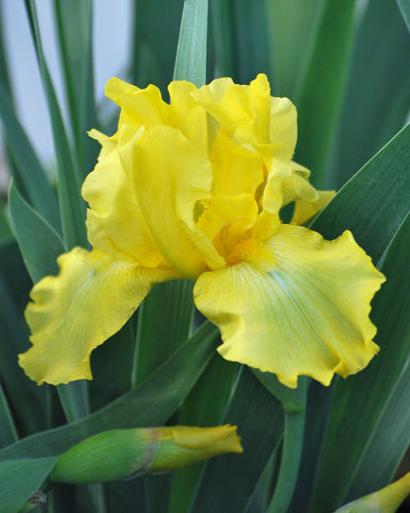 Iris g. 'Harvest of Memories' (German Iris)