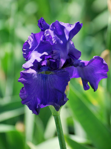 Iris g. 'Titan's Glory' (German Iris)