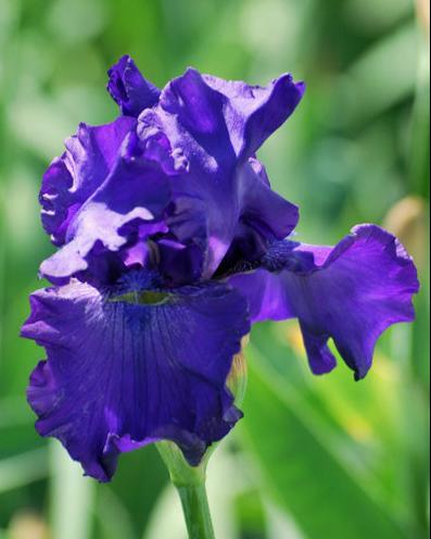 Iris g. 'Titan's Glory' (German Iris)