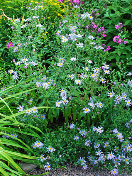 Kalimeris incisa 'Blue Star' (False Aster)