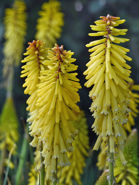 Kniphofia u. ‘Glowstick’ (Red Hot Poker)