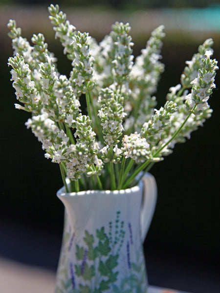 Lavandula x Exceptional® (Lavender)