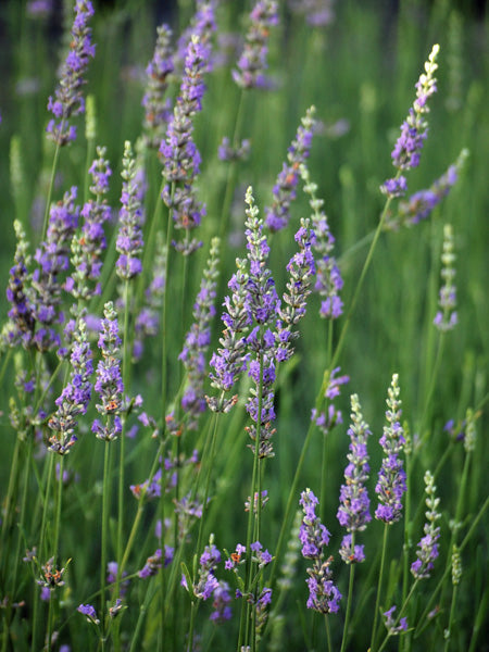 Lavandula x intermedia 'Grosso' (Fat-Spiked Lavender)