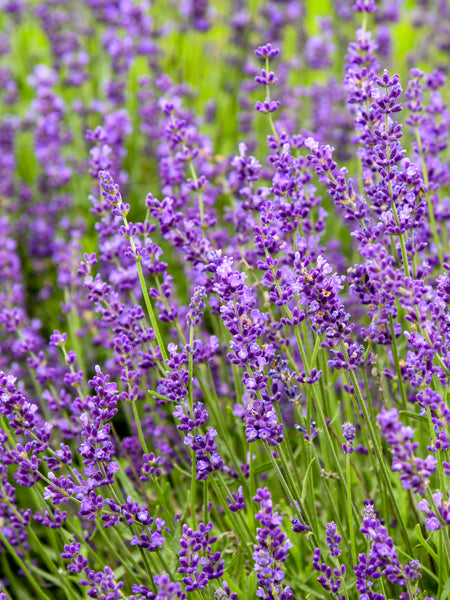 Lavandula angustifolia ‘Imperial Gem’ (English Lavender)