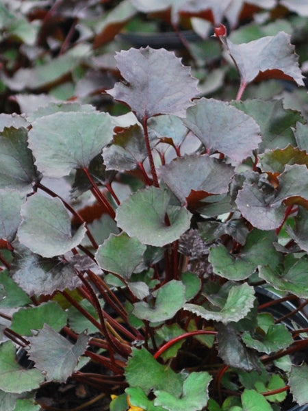 Ligularia dentata 'Pandora' (Dwarf Golden Ray)