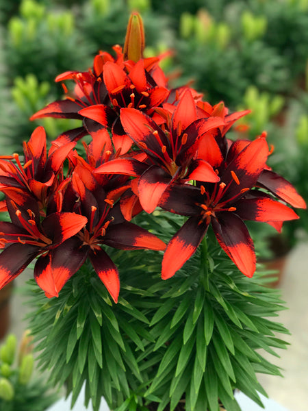 Lilium Lily Looks™ ‘Tiny Ink’ (Dwarf Asiatic Hardy Lily)