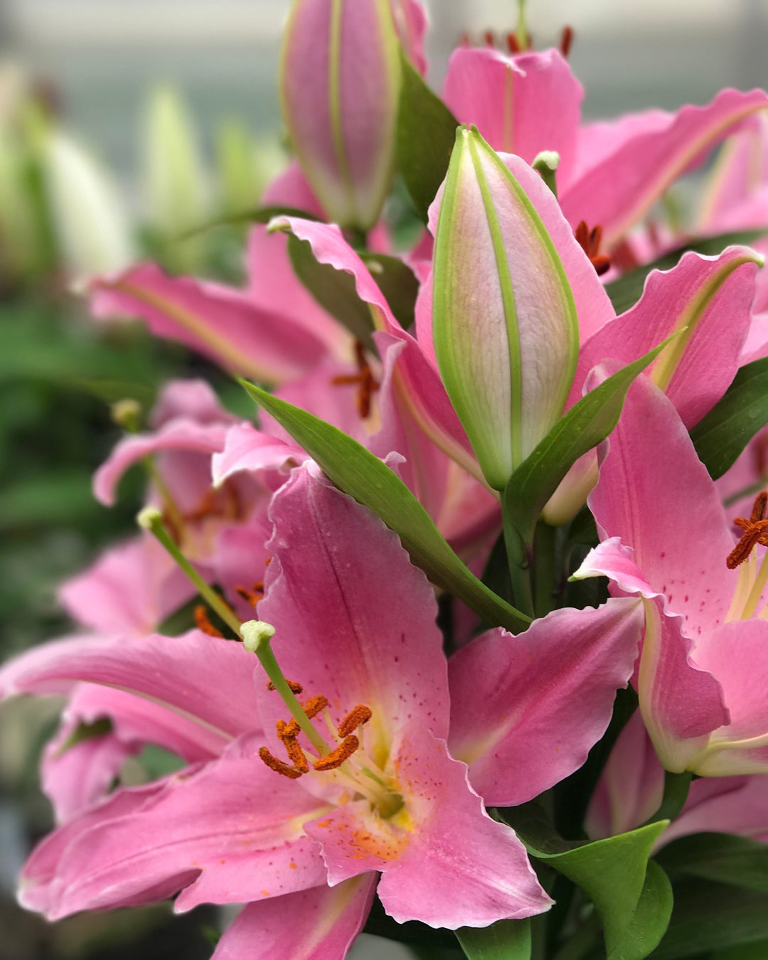 Lilium O. ‘Sunny Camino’ (Lily Looks™ Dwarf Oriental Hardy Lily)