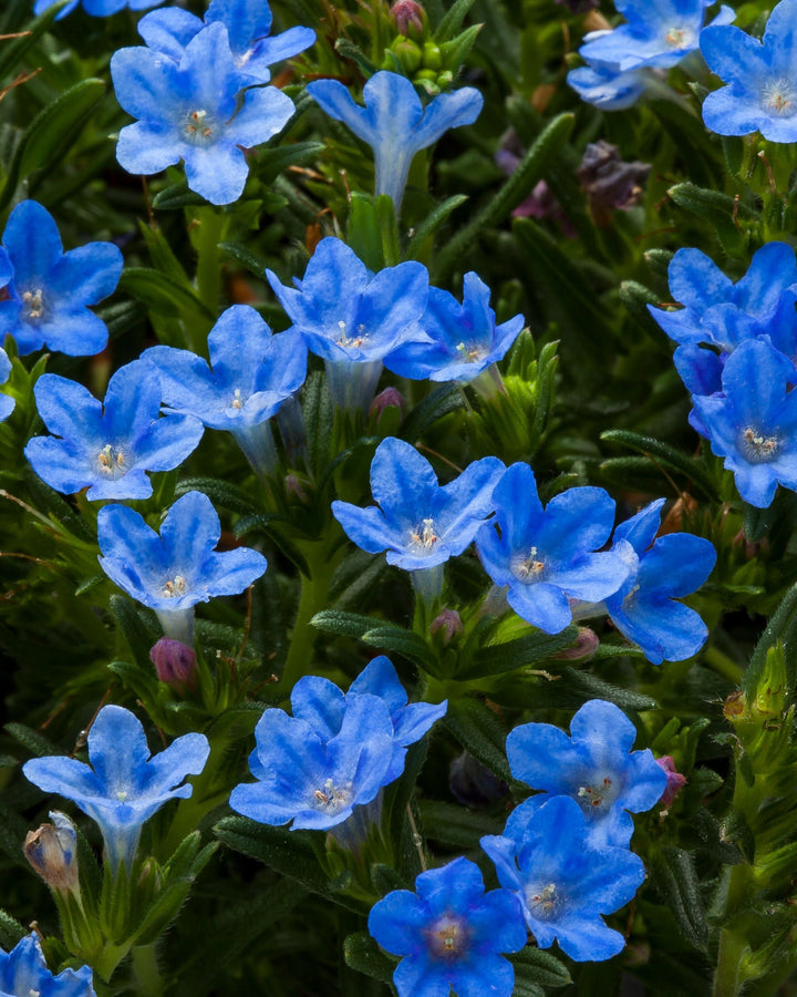 Lithodora Tidepool™ Sky Blue (Lithodora)