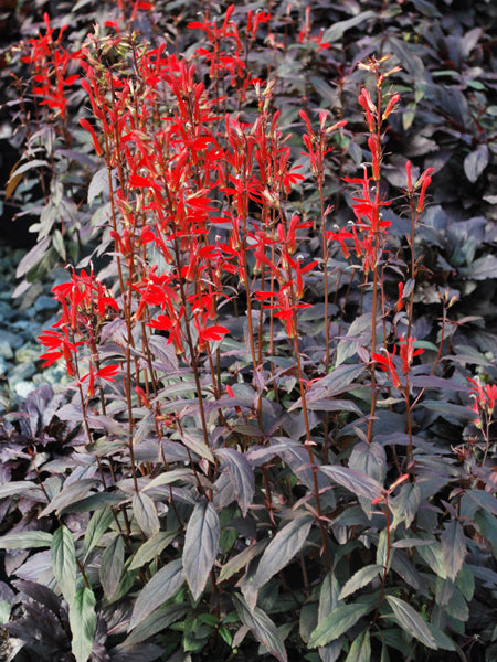 Lobelia cardinalis 'Black Truffle' (Cardinal Flower)