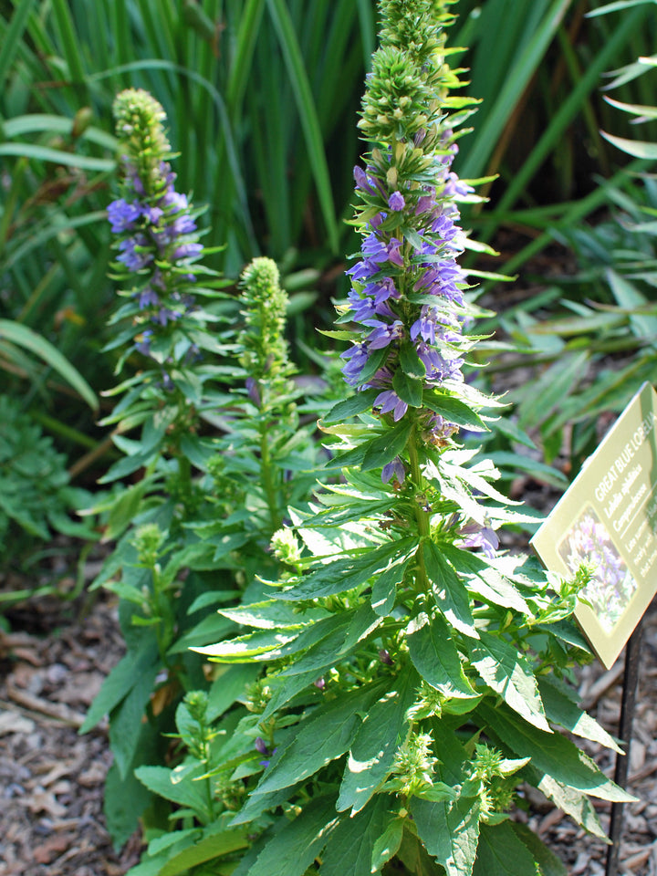 Lobelia siphilitica (Blue Cardinal Flower)