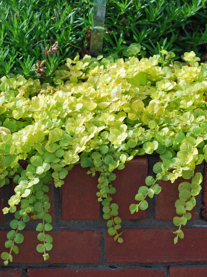 Lysimachia nummularia 'Aurea' (Golden Creeping Jenny)