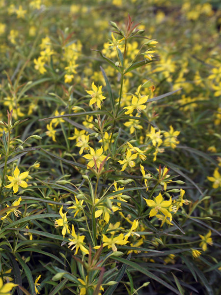 Lysimachia lanceolata 'Burgundy Mist' (Lance Leaf Loosestrife)