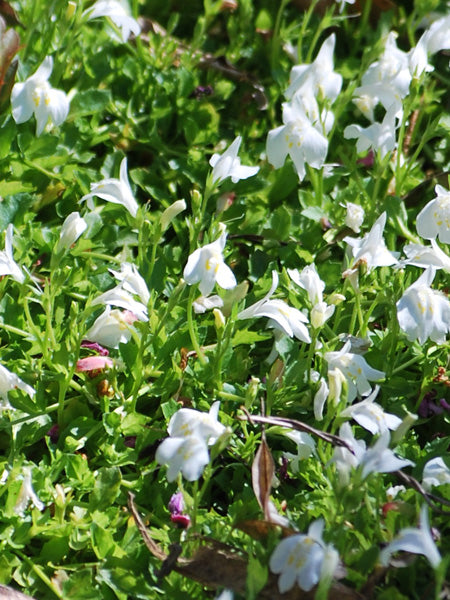 Mazus reptans 'Albus' (Creeping White Mazus)