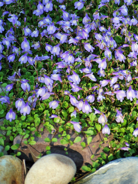 Mazus reptans (Creeping Blue Mazus)