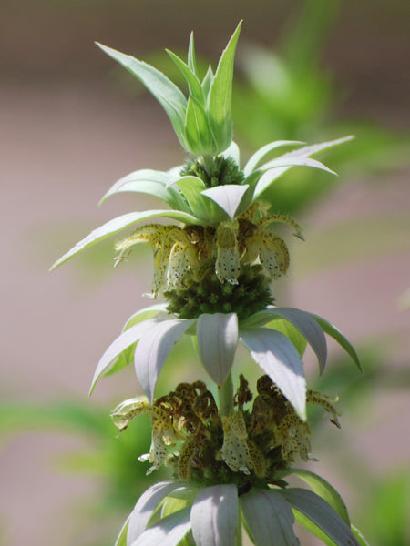 Monarda punctata (Spotted Bee Balm)