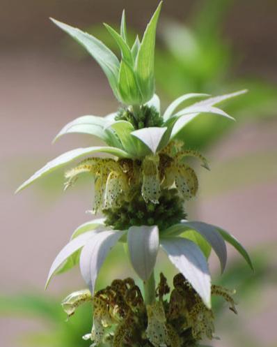 Monarda punctata (Spotted Bee Balm)