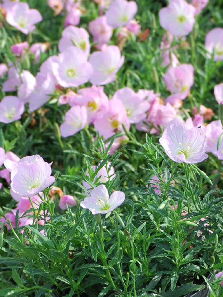 Oenothera speciosa 'Siskiyou' (Evening Primrose)