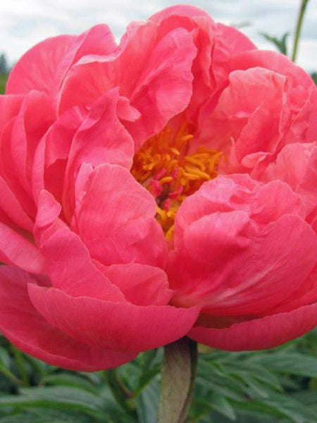 Paeonia l. ‘Coral Charm’ (Garden Peony)