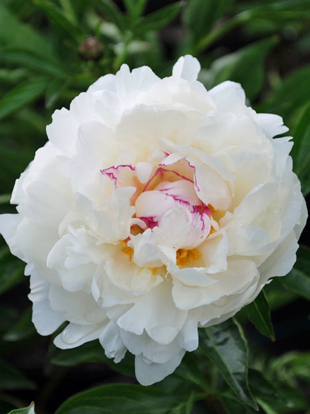 Paeonia l. 'Festiva Maxima' (Garden Peony)