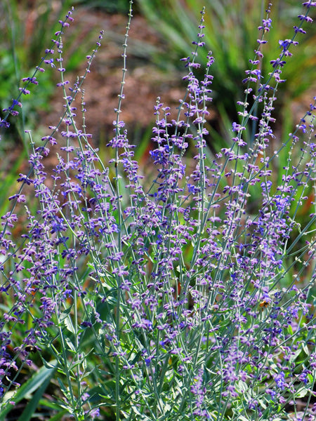 Perovskia atriplicifolia 'Little Spire' (Dwarf Russian Sage) (Syn. Salvia yangii)