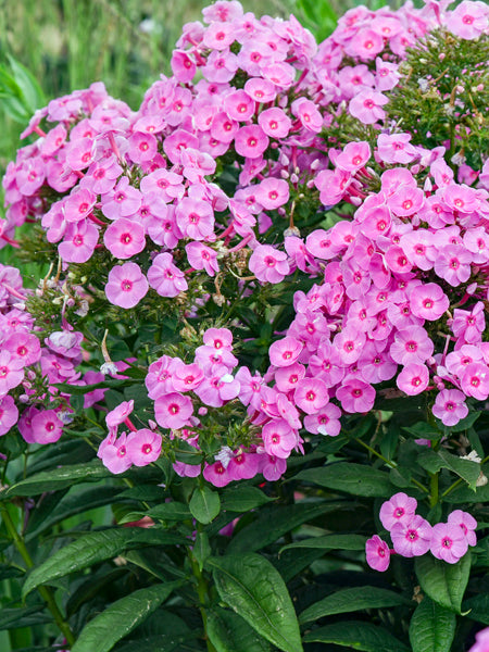 Phlox p. Luminary® ‘Prismatic Pink’ (Summer Phlox)