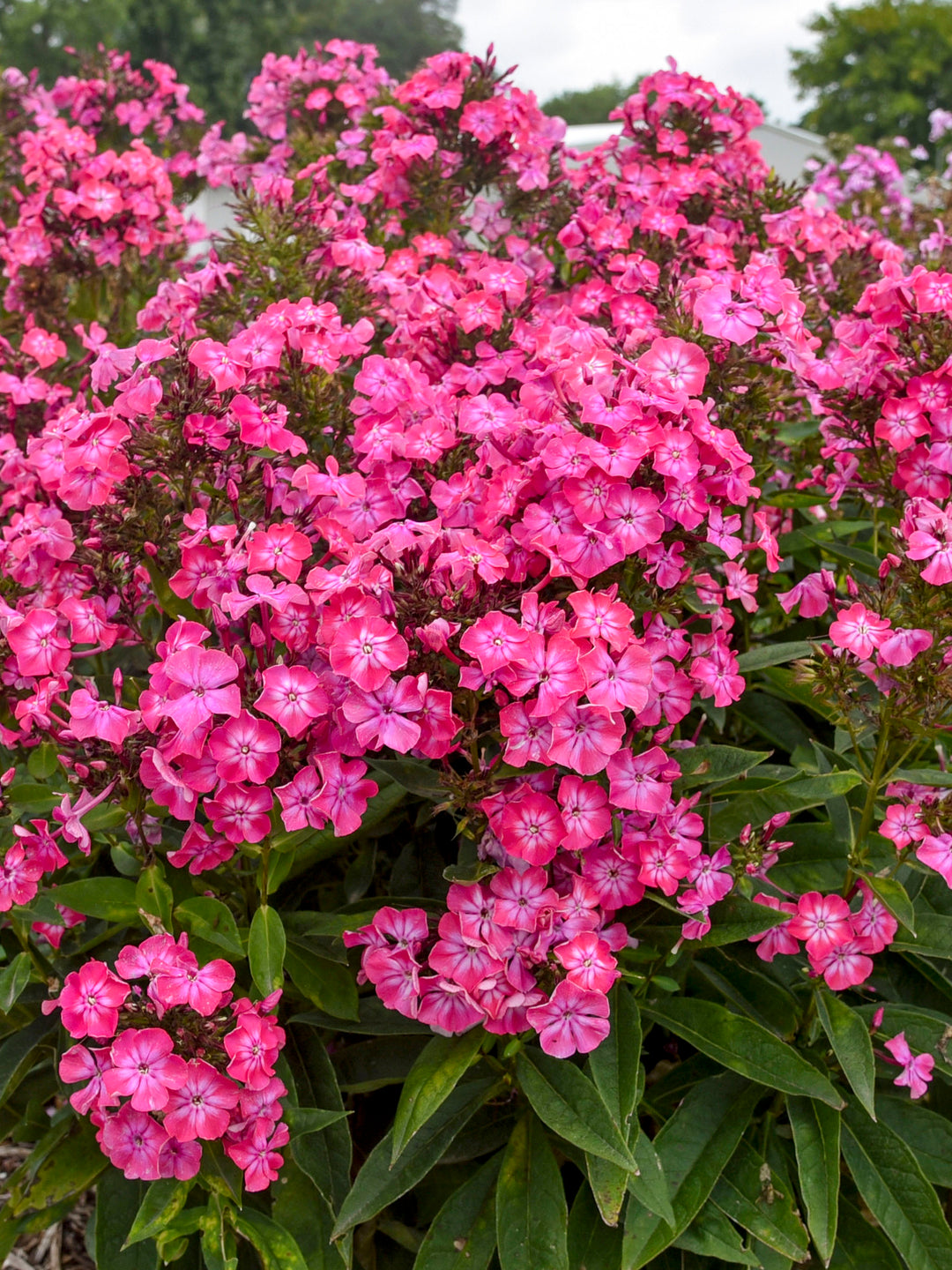 Phlox p. Luminary® ‘Pink Lightning’ (Summer Phlox)