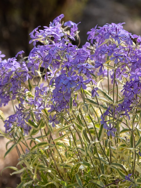 Phlox divaricata 'Blue Ribbons' (Variegated Woodland Phlox)